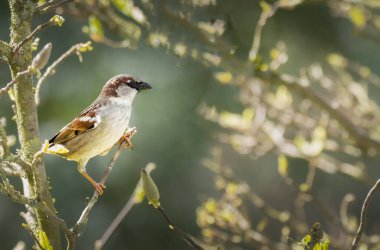 Bir dala tünemiş serçe (Passer domesticus)