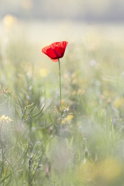 Poppy bir tarlada izole edildi..