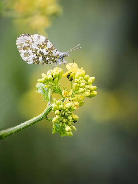 Stock image Papillon sur une fleur jaune. Faible profondeur de champ