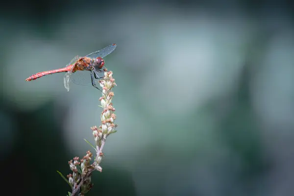 Libelle Stiel Einer Pflanze Garten Makro — Stockfoto