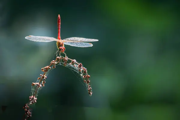 แมลงปอบนต นของพ ชในสวน แมคโคร — ภาพถ่ายสต็อก