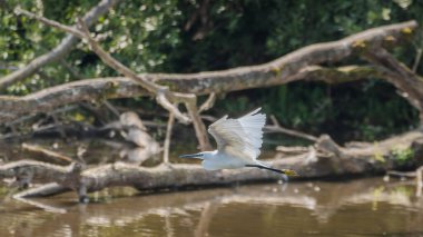 Ormandaki suyun üzerinde uçan büyük balıkçıl. Doğadan vahşi yaşam sahnesi.