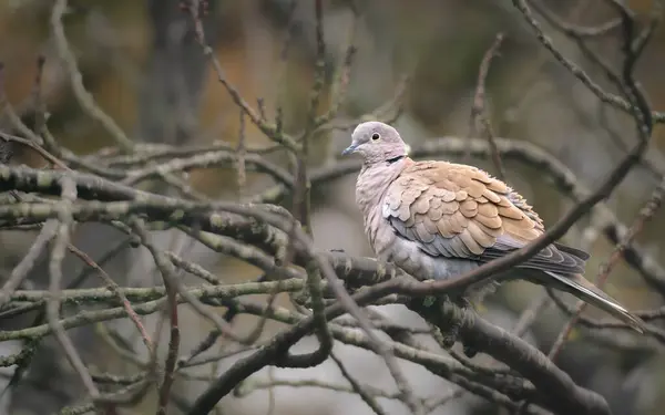 Avrasyalı yakalı güvercin, Streptopelia decaocto, daldaki tek kuş.,