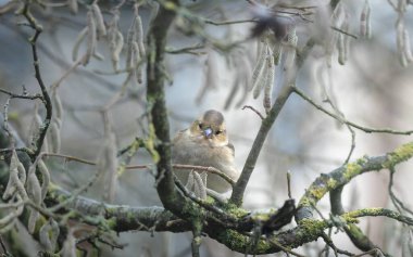 Bir ağaç dalında dinlenen serçe. Kışın