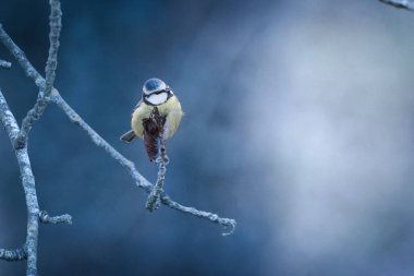 Blue tit bird sitting on a twig in the winter forest.