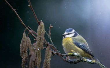 Blue tit, Parus caeruleus, single bird on branch.
