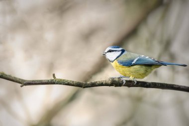 Bir dala tünemiş güzel mavi başlıklı meme faresi