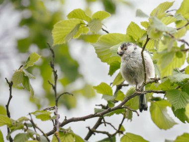 Long-tailed tit perched on a branch. isolated