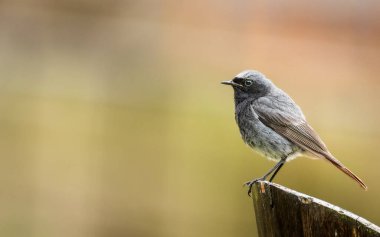 Güzel siyah kırmızı kuyruk izole ve tünemiş.