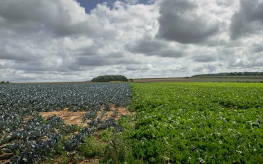 Mavi gökyüzünün altında bulutlu mavi ve yeşil lahana tarlaları