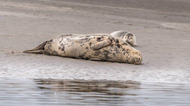 Berck 'teki Authie Körfezi sahilinde foklar var.