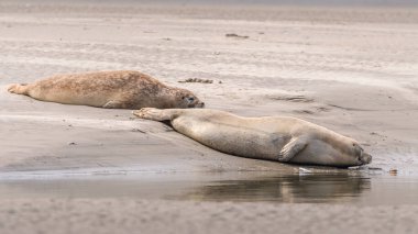 Berck 'teki Authie Körfezi sahilinde foklar var.
