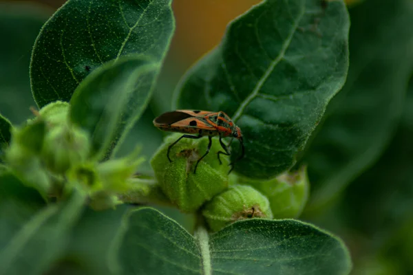 a closeup shot of a beautiful red beetle on a green leaf
