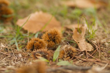 close up detail of a chestnut hedgehog in the green grass
