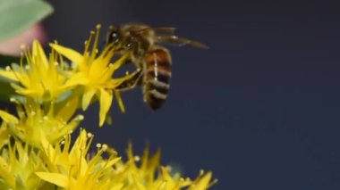 Arılar küçük sarı çiçekli makro görüntülerde polen arar