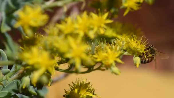 Las Abejas Buscan Polen Pequeñas Flores Amarillas Macro Imágenes — Vídeos de Stock
