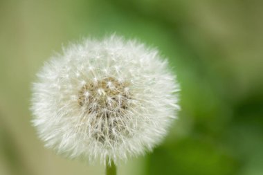 Çiçek yaz baharı yeşili dinlenme zamanı çimen tarassaco karahindiba