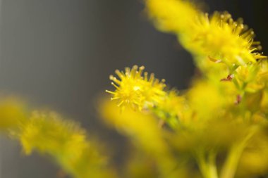 Küçük Yallow çiçekleri sedum palmeri