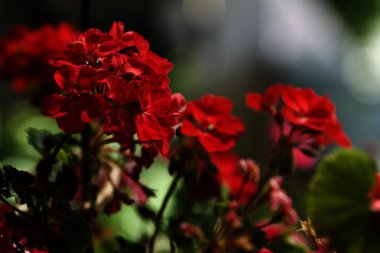 Gri arkaplanda kırmızı sardunya çiçekleri