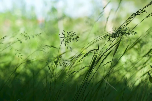 꽃봉오리 봄푸른 풀밭에서 휴식을 취하는 민들레 — 스톡 사진