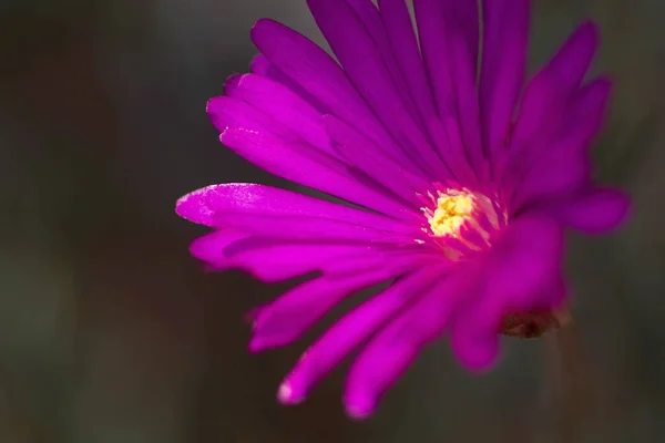 Pequeñas Flores Violetas Dianthu Iluminado Por Luz Del Sol — Foto de Stock