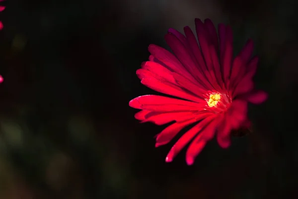 Małe Fioletowe Kwiaty Dianthu Oświetlone Słońcu — Zdjęcie stockowe