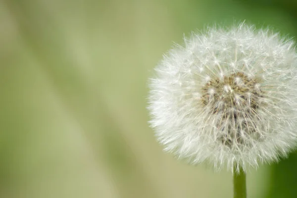 stock image Flower summer spring green relaxing time grass tarassaco dandelion