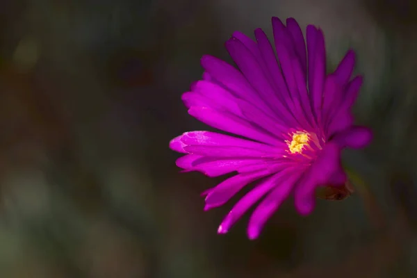 Маленькие Фиолетовые Цветы Dianthu Освещается Солнечным Светом — стоковое фото