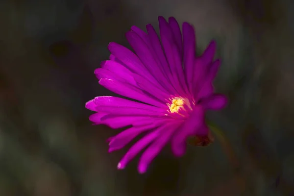 Kis Ibolyaszín Virágok Dianthu Világít Napfényben — Stock Fotó