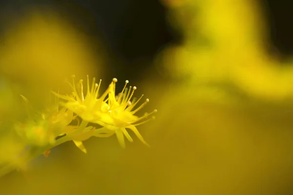 Küçük Yallow Çiçekleri Sedum Palmeri — Stok fotoğraf