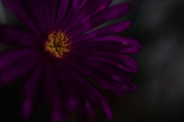 Pequenas Flores Violetas Dianthu Iluminado Luz Solar — Fotografia de Stock