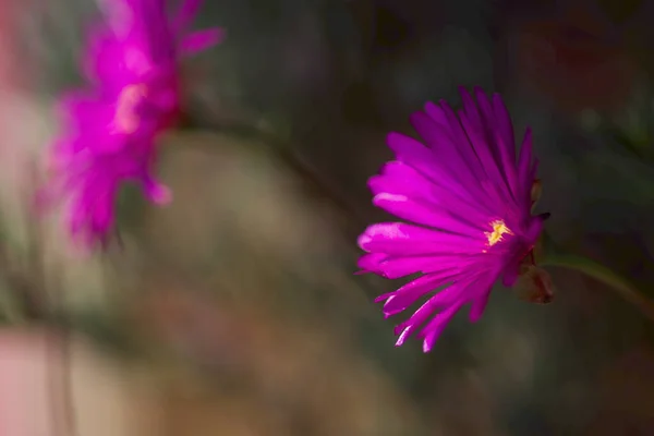 Małe Fioletowe Kwiaty Dianthu Oświetlone Słońcu — Zdjęcie stockowe