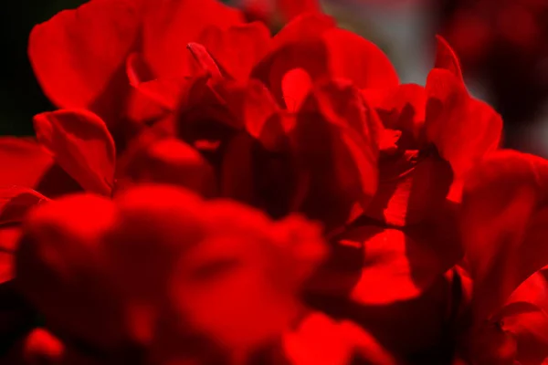 Маленькі Червоні Квіти Пеларгоній Освітлений Сонячним Світлом — стокове фото