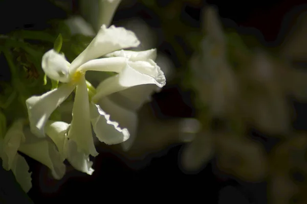 Küçük Yasemin Beyaz Çiçekleri Jasminum Officinale — Stok fotoğraf
