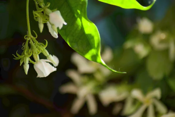 Маленькие Жасминовые Белые Цветы Жасминум Лекарственный — стоковое фото