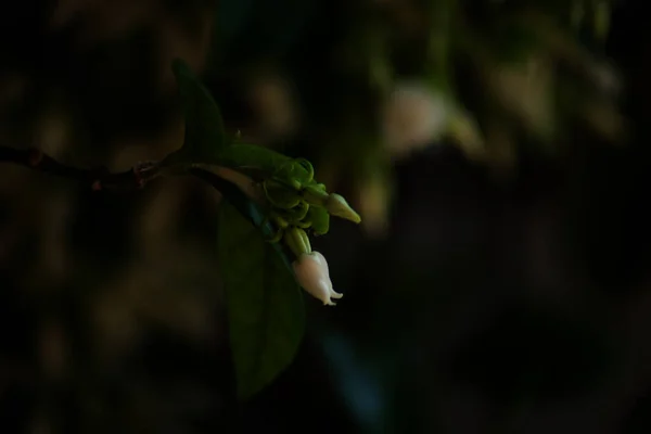 Маленькие Жасминовые Белые Цветы Жасминум Лекарственный — стоковое фото