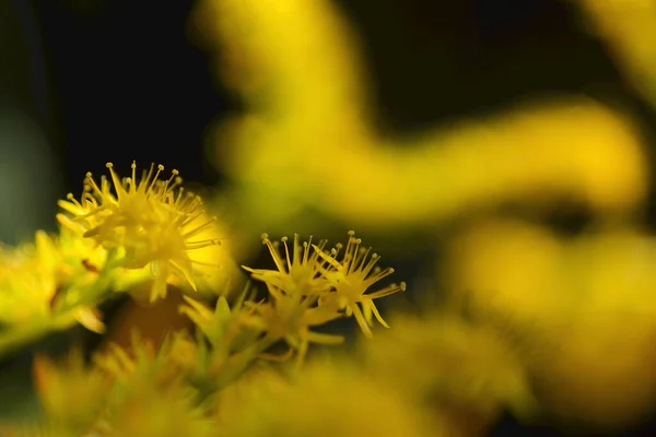 Küçük Yallow çiçekleri sedum palmeri