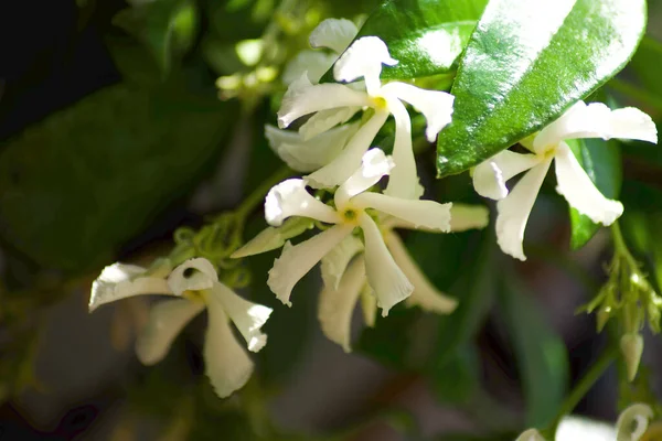 Kleine Jasmijn Witte Bloemen Jasminum Officinale — Stockfoto