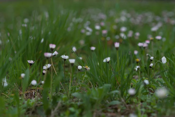 背の高い草に隠された多くの小さなデイジーで覆われた牧草地 — ストック写真