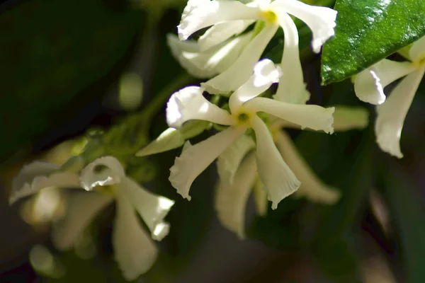 Pequenas Flores Brancas Jasmine Jasminum Officinale — Fotografia de Stock