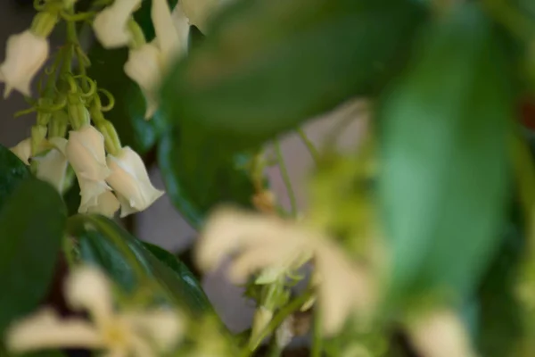 Küçük Yasemin beyaz çiçekleri Jasminum officinale