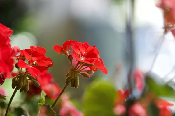 Närbild Röd Geranium Blommor Grå Bakgrund Stockfoto