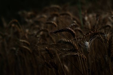 Buğday tarlasında buğday kulağı Şafak vakti