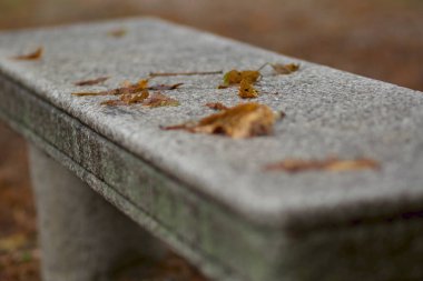 Sonbahar sarı yapraklı, omuzsuz taş banklar.