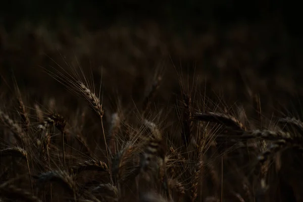 朝の光に照らされた小麦畑で小麦の耳 — ストック写真