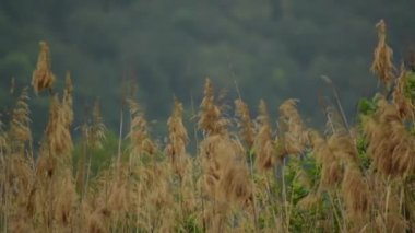 Yapraklar peri masalı havuzunda yüzer