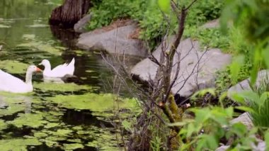 Yapraklar peri masalı havuzunda yüzer