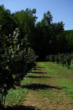 İtalyan fındık bahçesi, güneşli ağaçlar ve ön planda küçük kır çiçekleri.