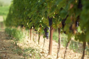 Üzüm salkımlarının ayrıntıları, üzüm bağının arka planında.