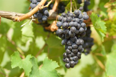 Üzüm salkımlarının ayrıntıları, üzüm bağının arka planında.